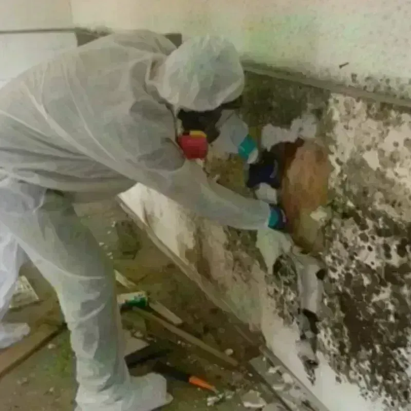 Mold Remediation and Removal in Allegany County, NY